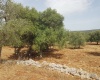 campagna ostuni salento puglia