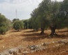 campagna ostuni salento