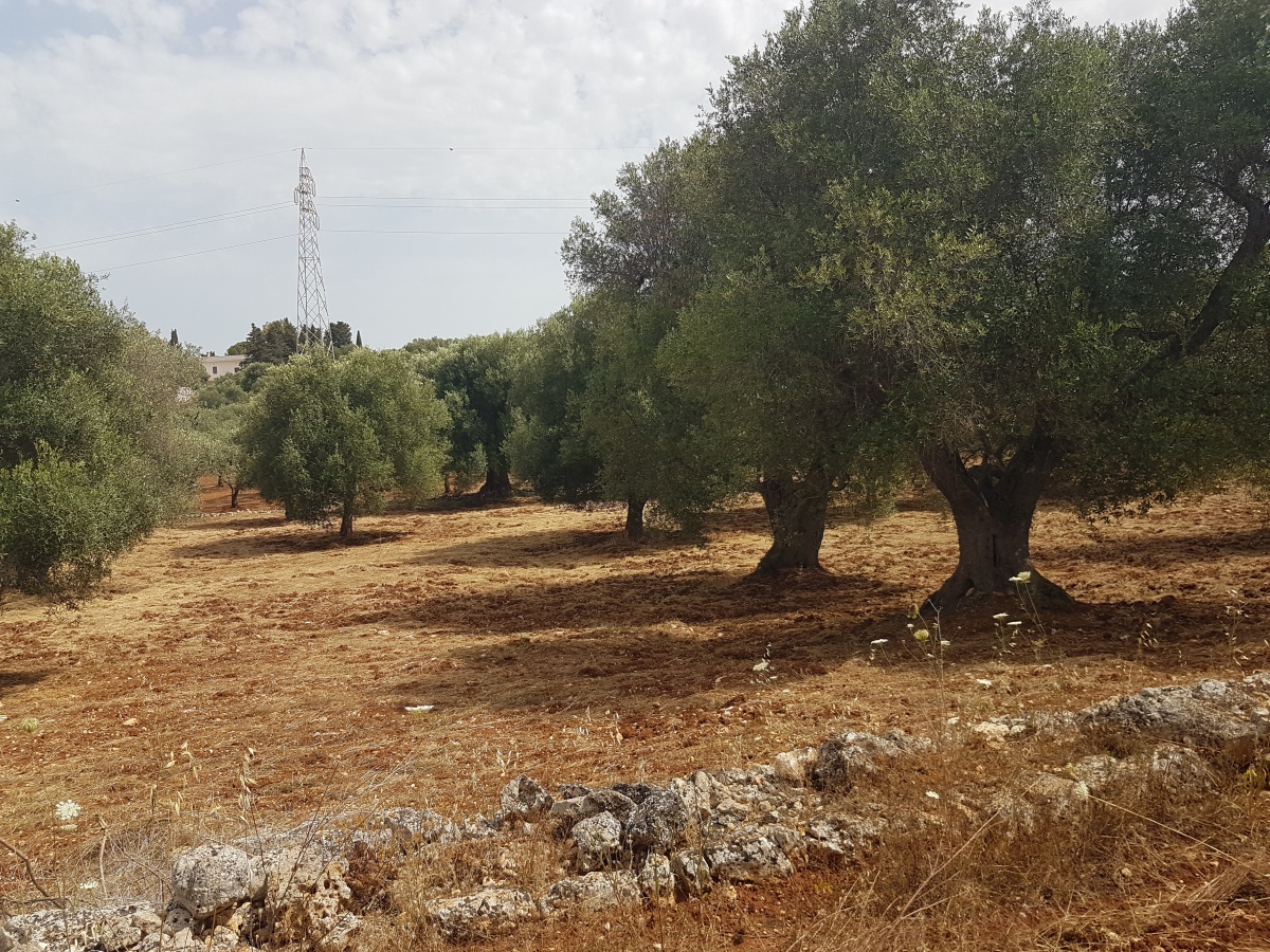 campagna ostuni salento