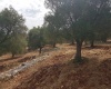 campagna ulivi secolari puglia 